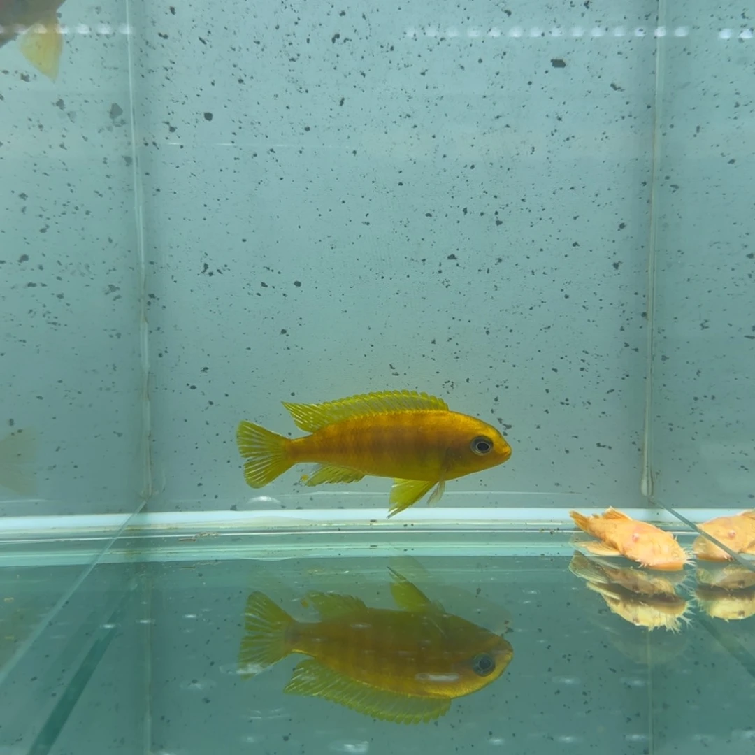 慈鲷A*1442号大眼金蝶