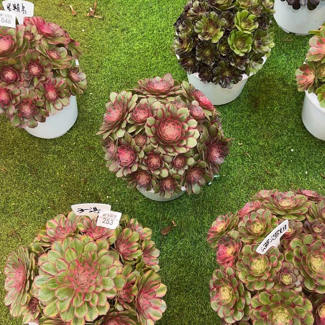 鹿***派888  寄养桃花坞发货法师