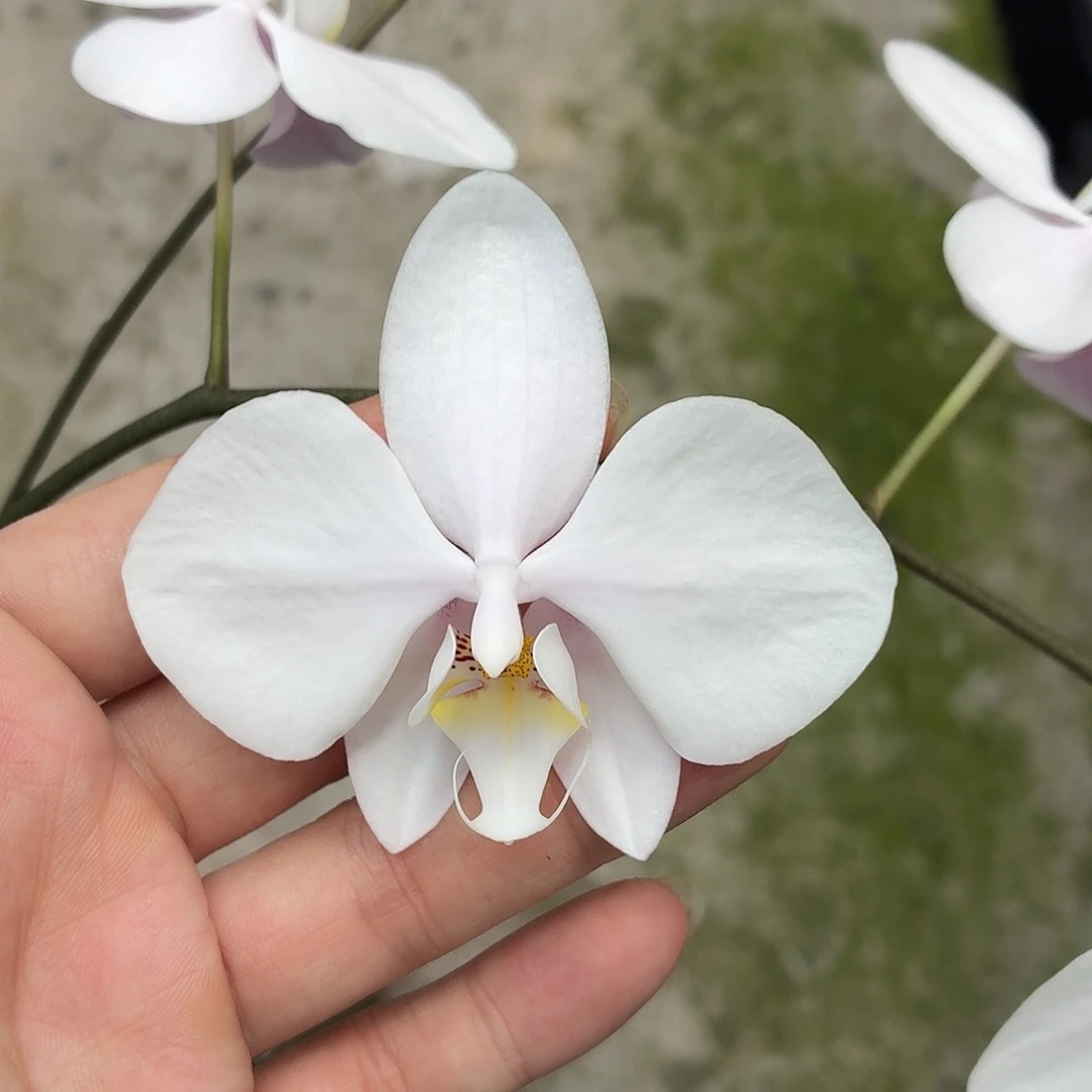 当前无花朵，栽培后可花朵A5476yss1192