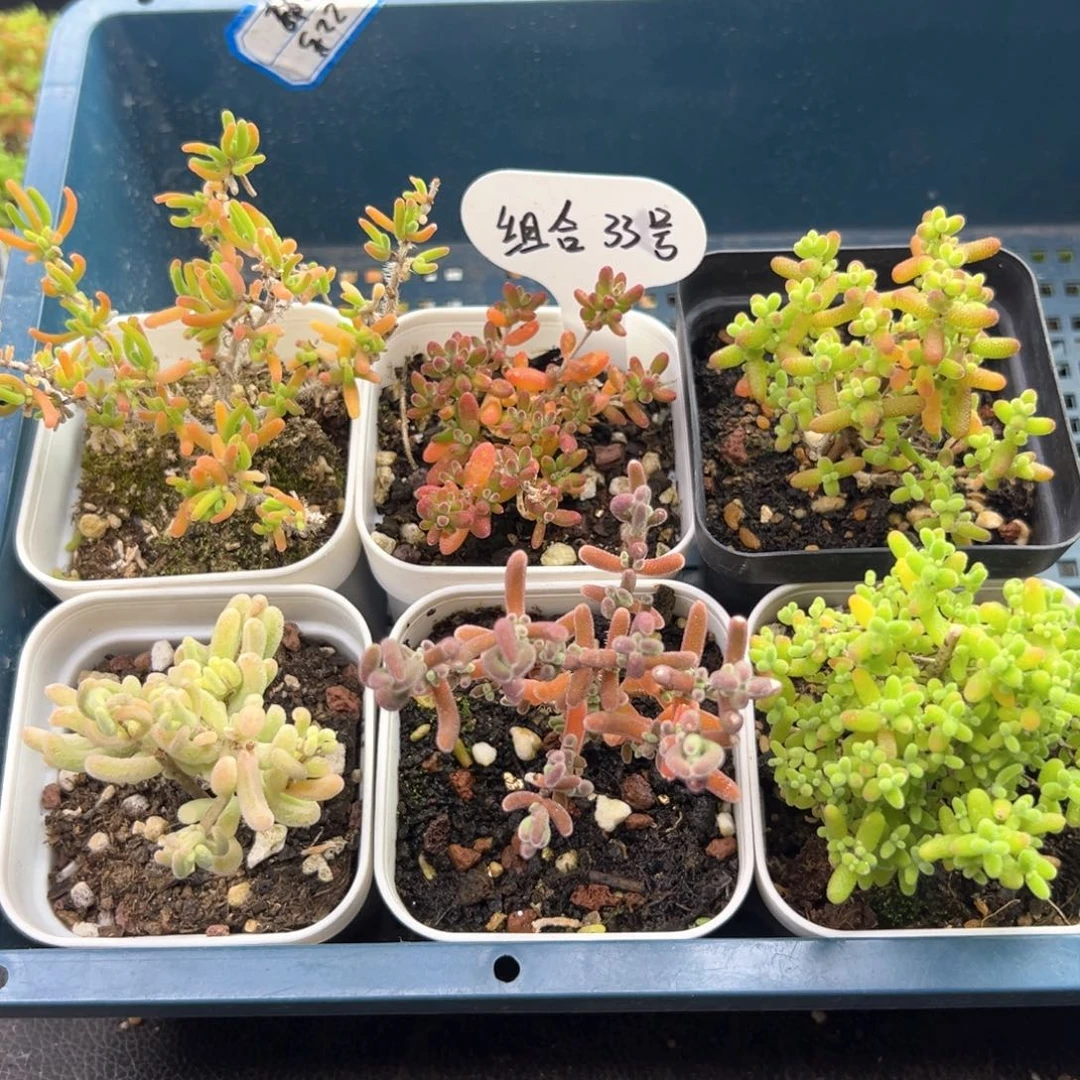 新手福利款组合33号