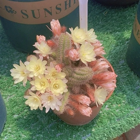 静**雨仙人掌马尔文一盆1338