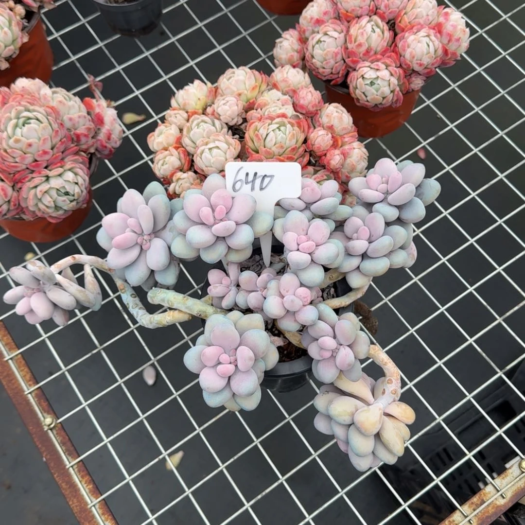 640 桃蛋肉肉肉肉肉肉肉肉