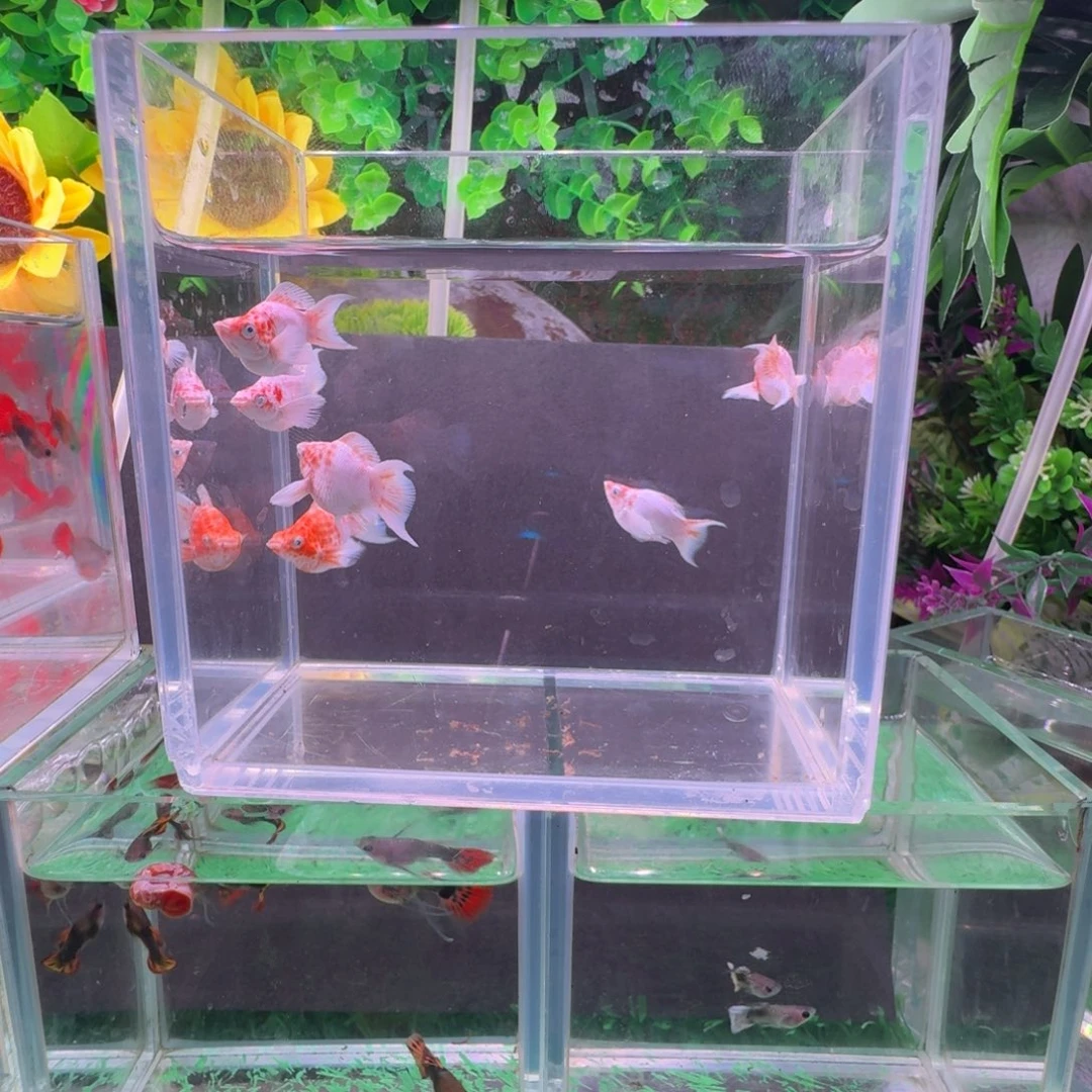 海水鱼多乐樱花亚成3对