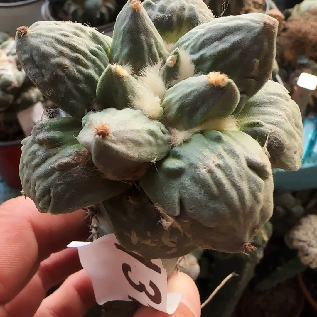 怒涛131仙人球开花