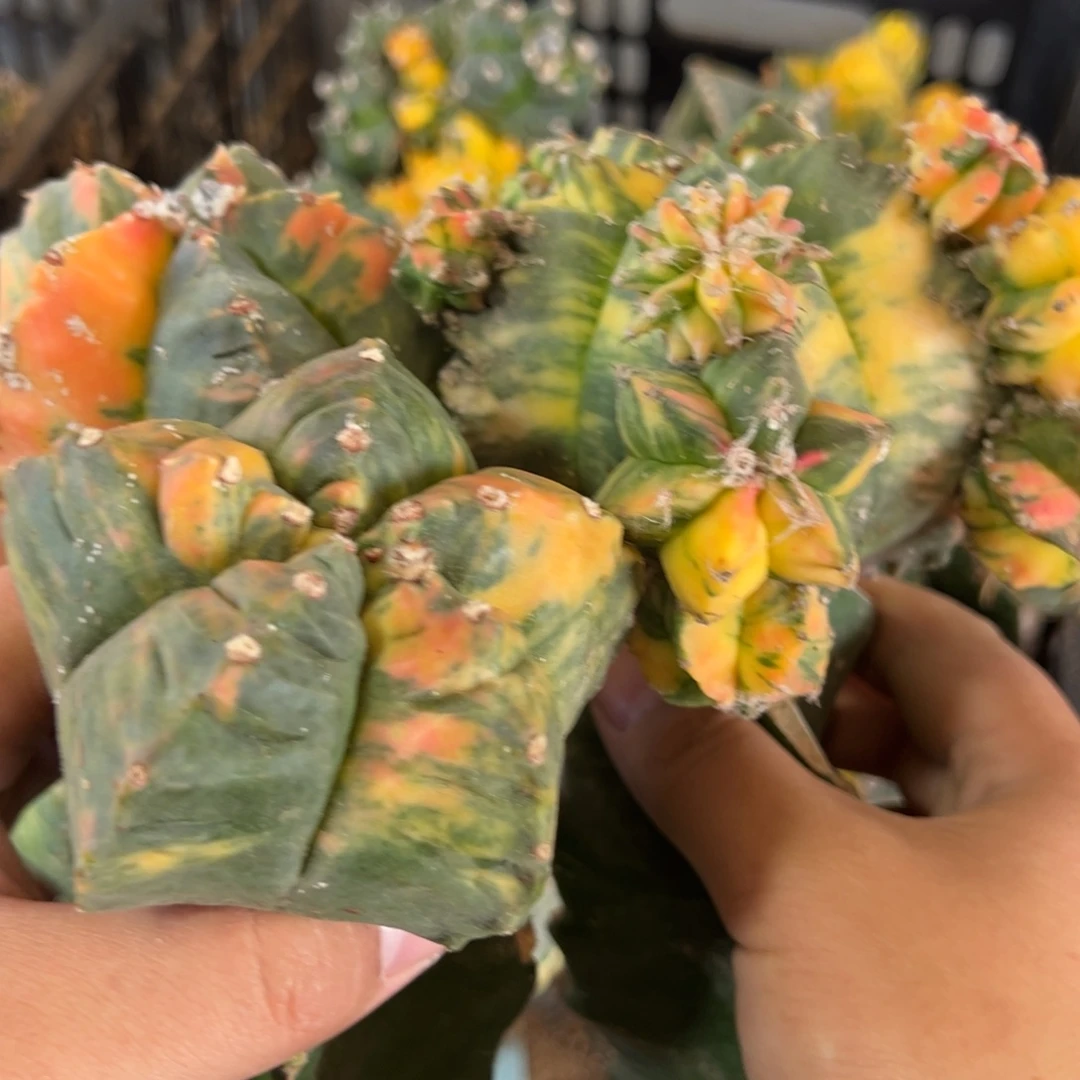 酸***哥三个鸾锦仙人球220-221-222