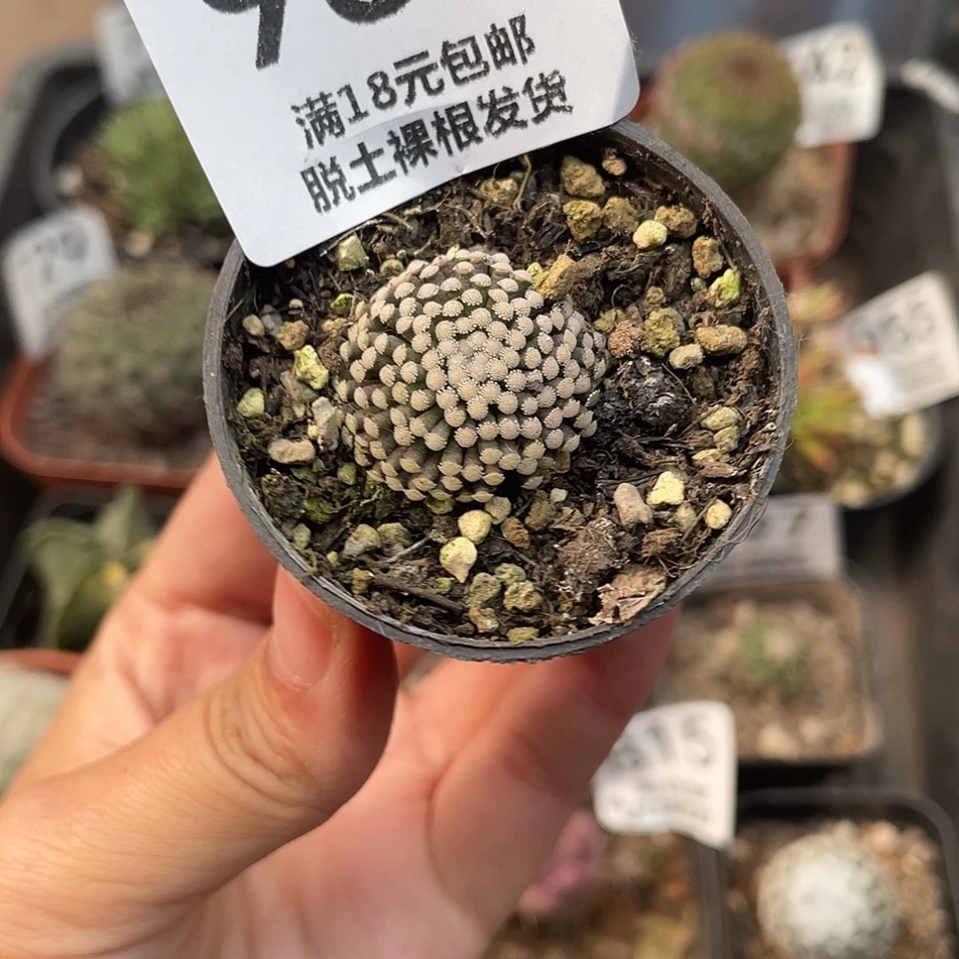 959松针牡丹（满18元包邮）
