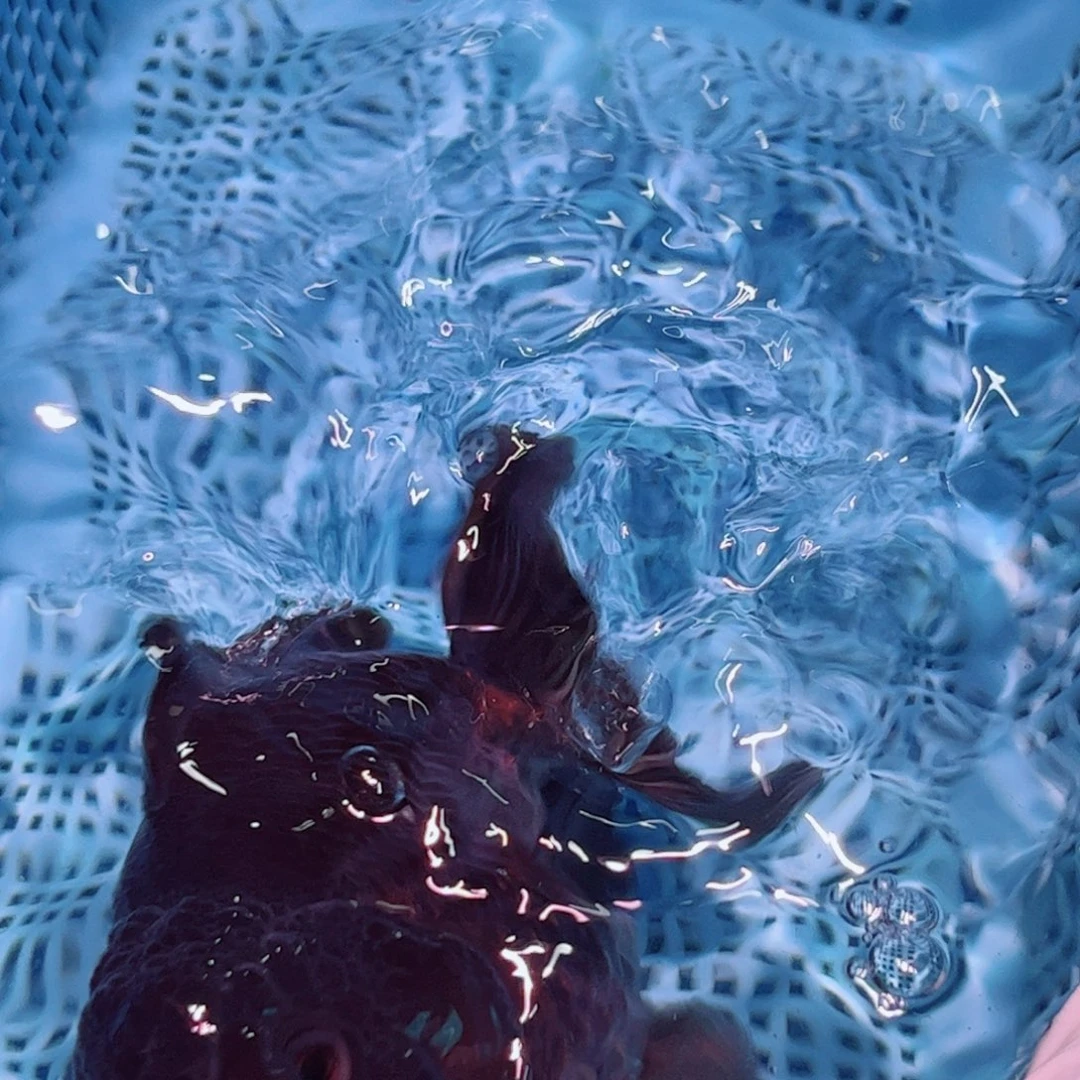 狮头鱼直播间一物一拍4号