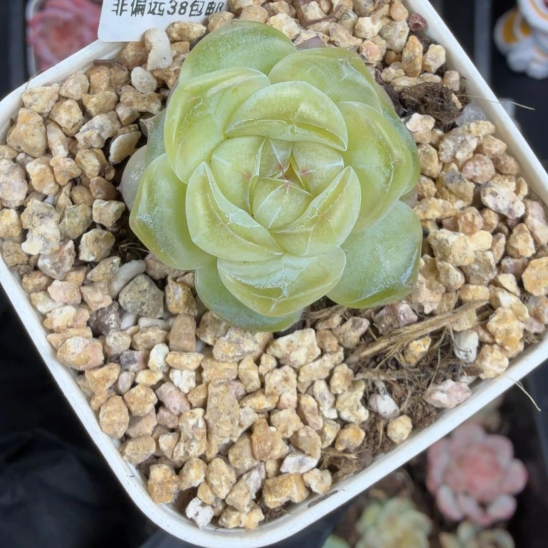 东篱下多肉植物哈哈哈51