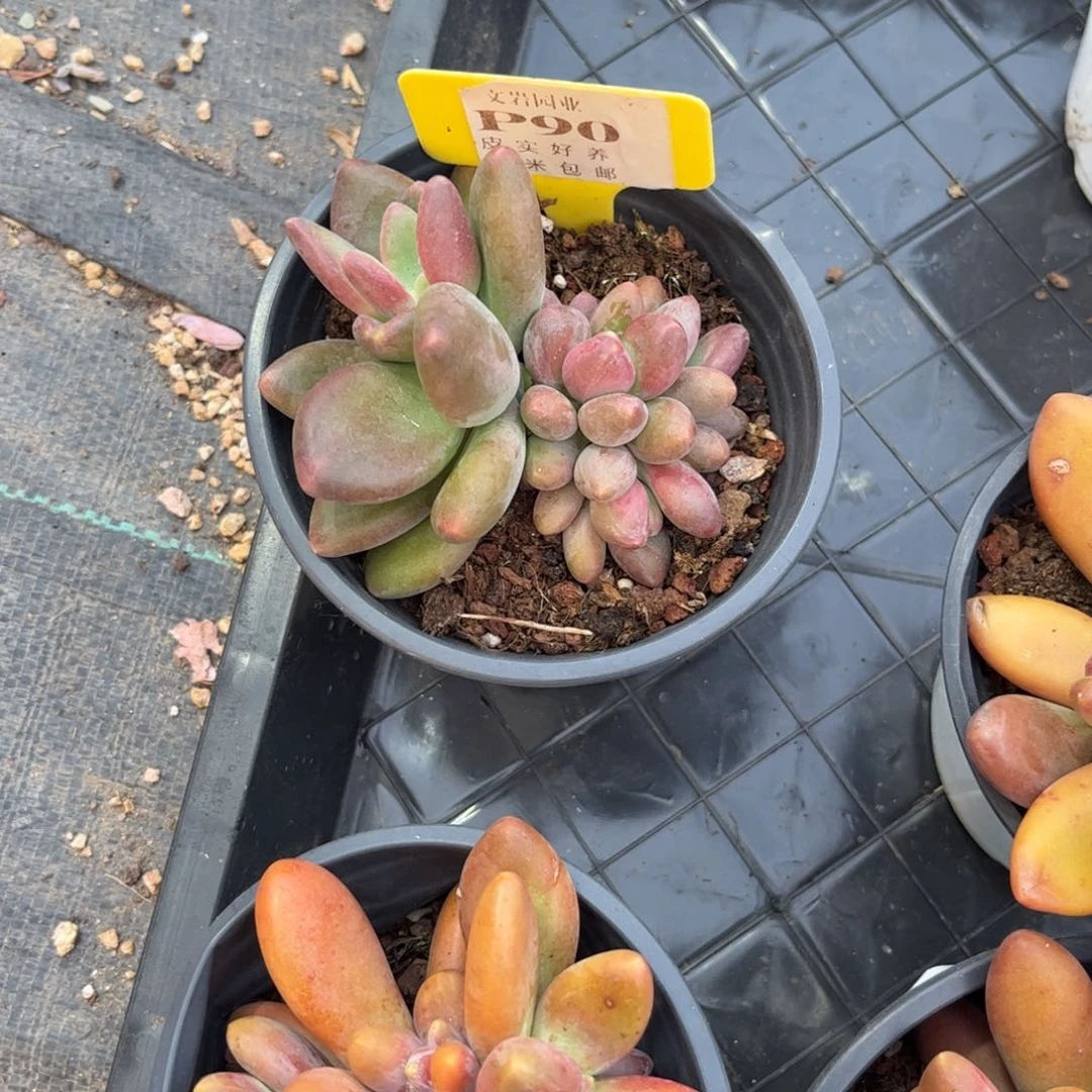 ❧*儿多肉植物11111芒果牛奶