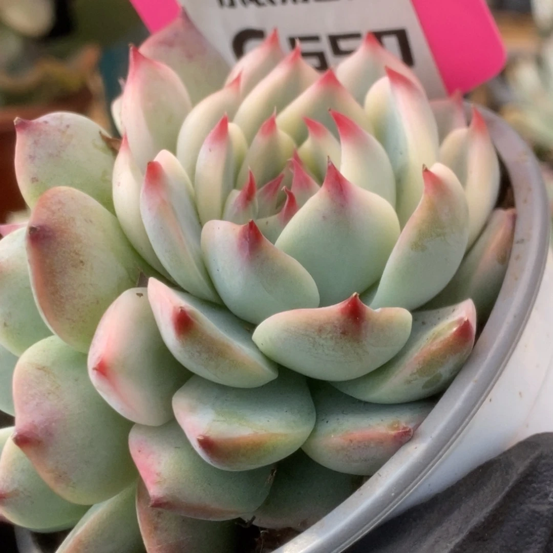 550锦锦锦锦锦锦锦锦