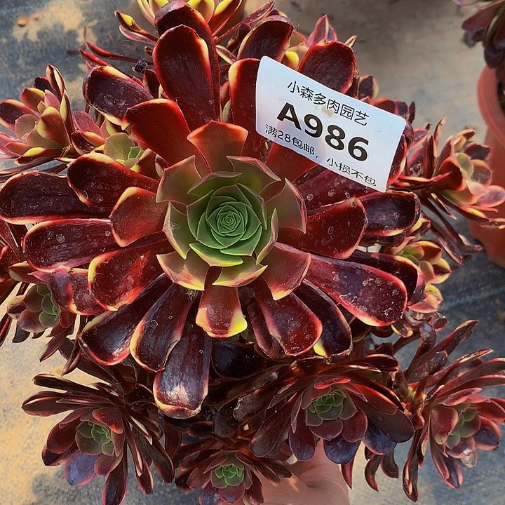986欧嘉莉半木质多肉