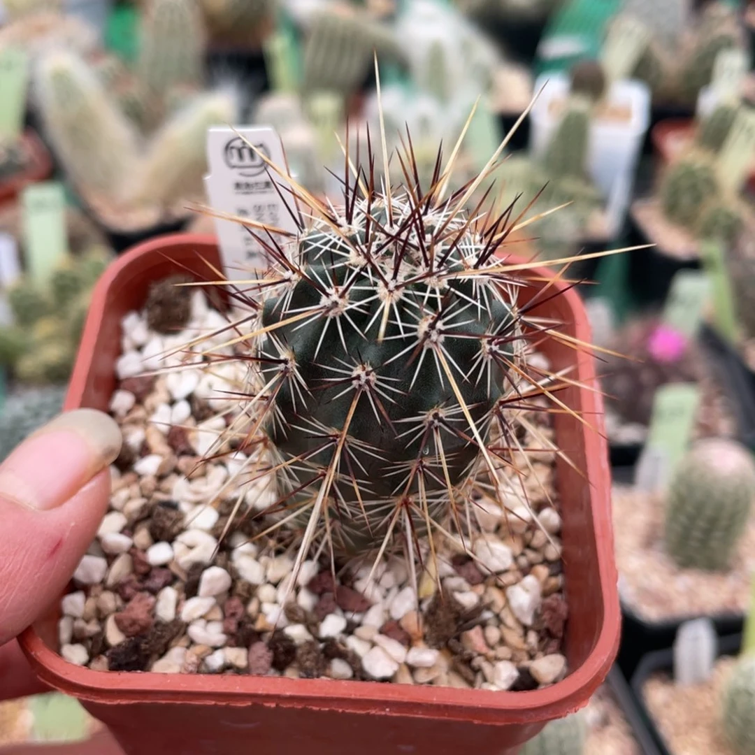 鹿角柱实生仙人球.司虾
