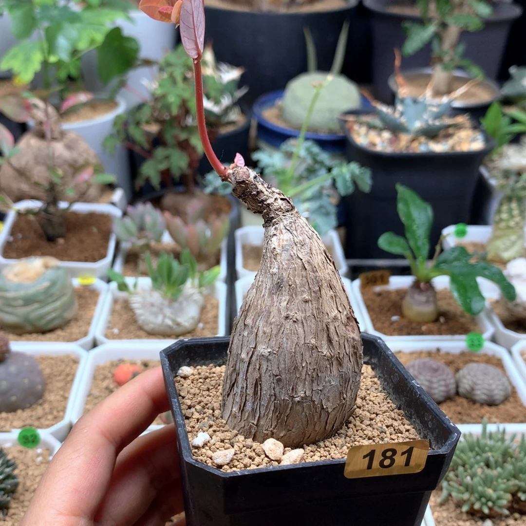 隔***?181号带盆奇异油柑带盆