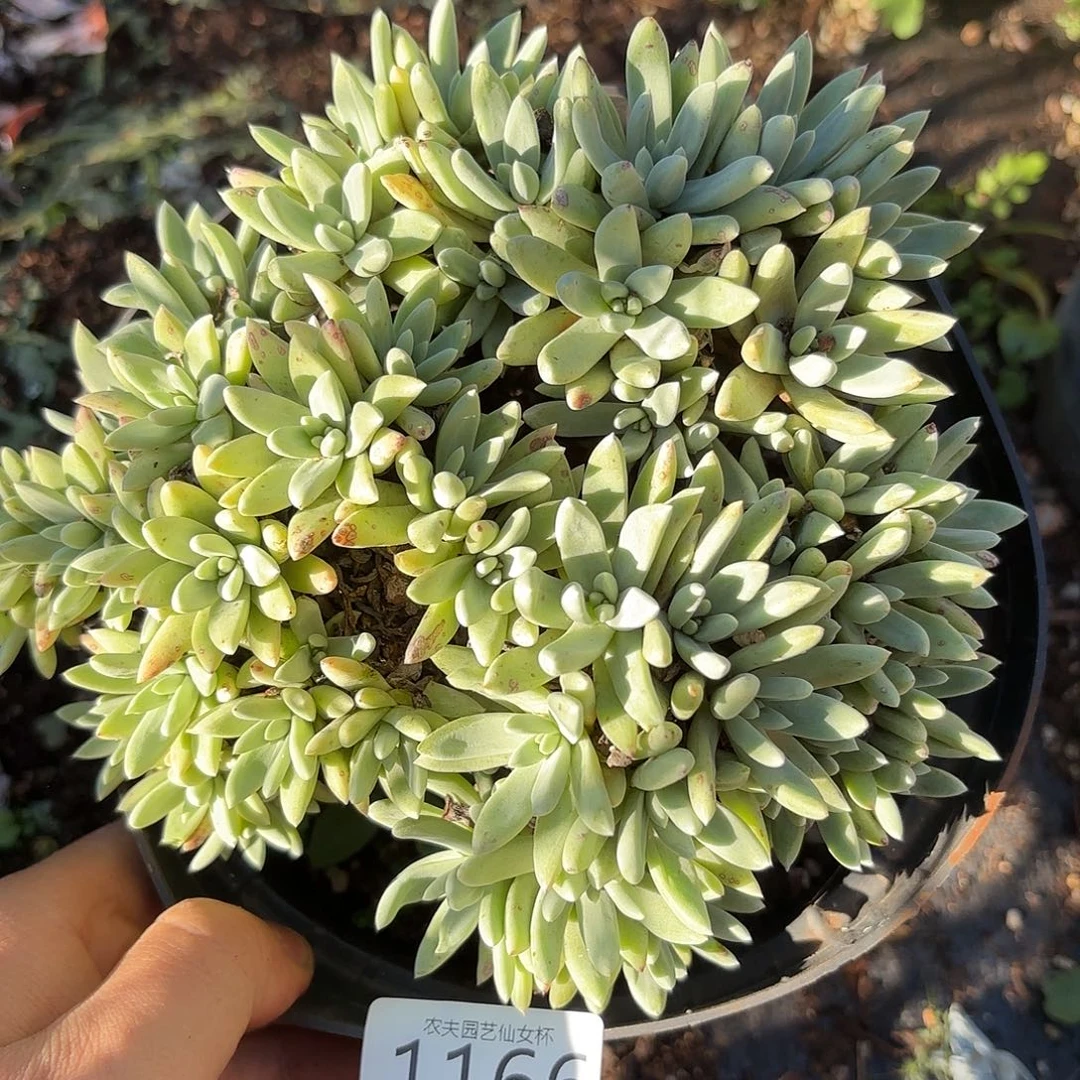 多肉植物福利1166