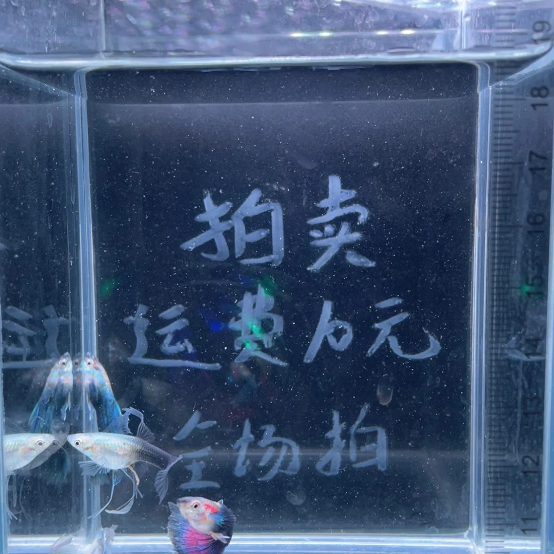 孔雀鱼蓝礼服大C两对