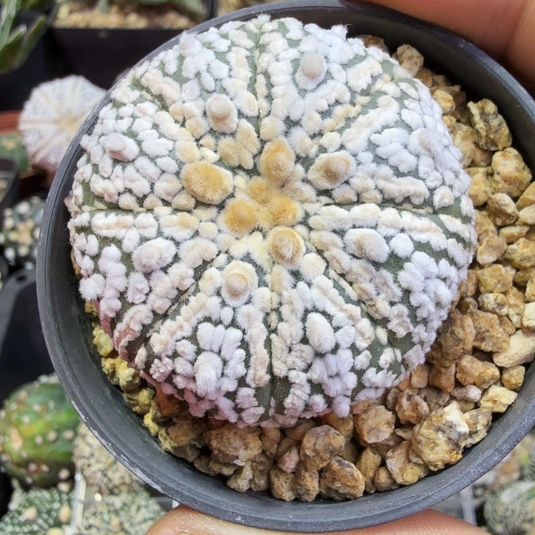 高绒浓白日系实生多肉植物