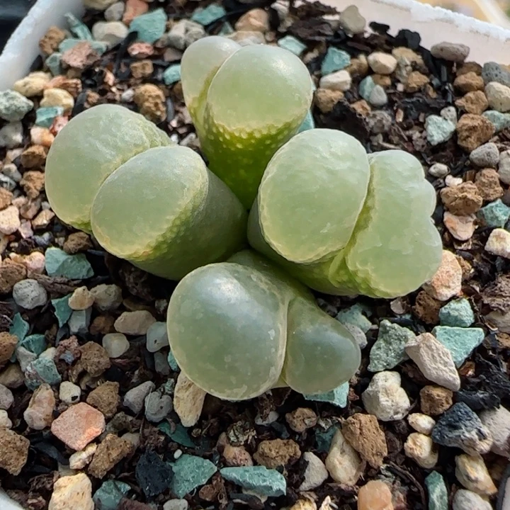 多肉植物风铃母本一颗72号