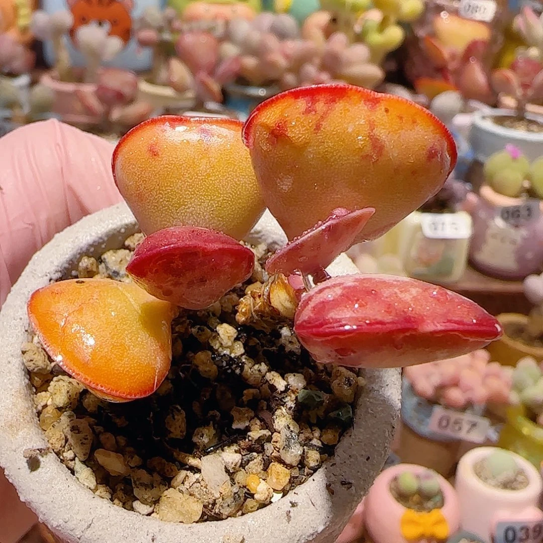 T双头爱心水泡盆口4cm