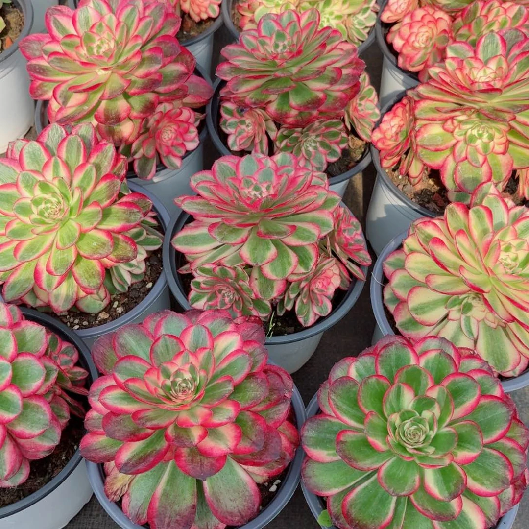 180荔枝单头带仔处理多肉法师量拍