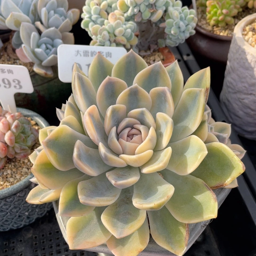 0162汉堡锦不带盆15厘米