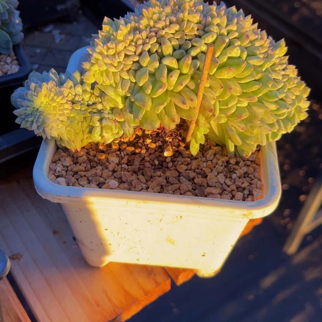 新年快乐 新年快乐