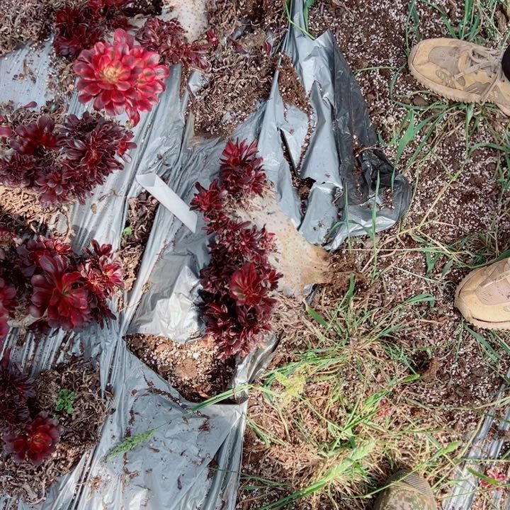 丽娜醉话62号多肉法师