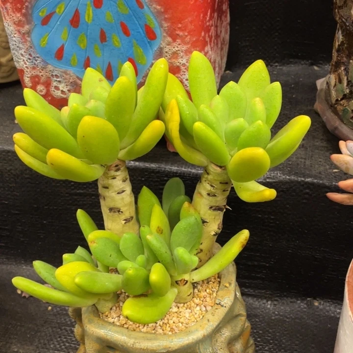 弥鹿之森多肉芒果奶