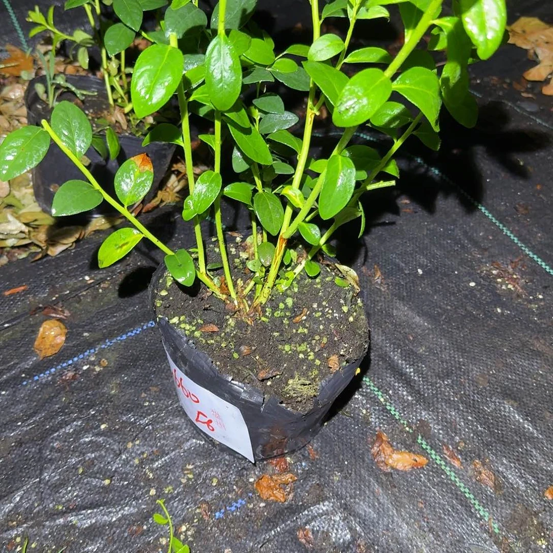 ?*木中钵f6一物一拍6660