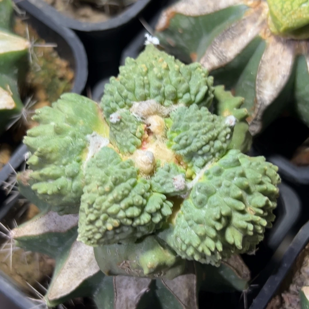 149 仙人球的比赛中