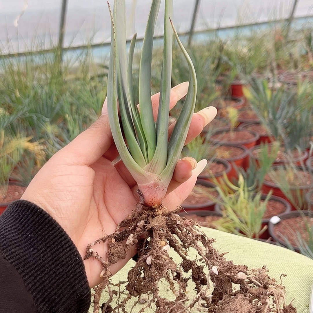 多肉植物折扇芦荟