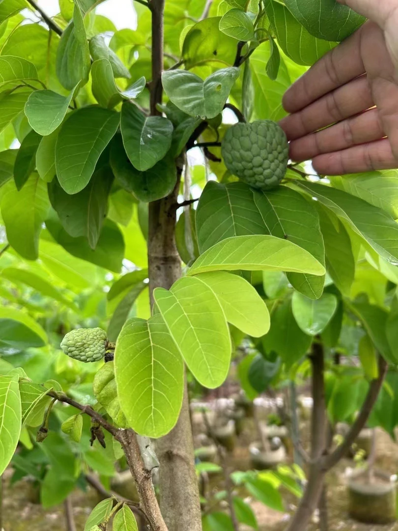 泰国大目释迦番荔枝果树果苗多年生适合南方庭院地栽盆栽种植