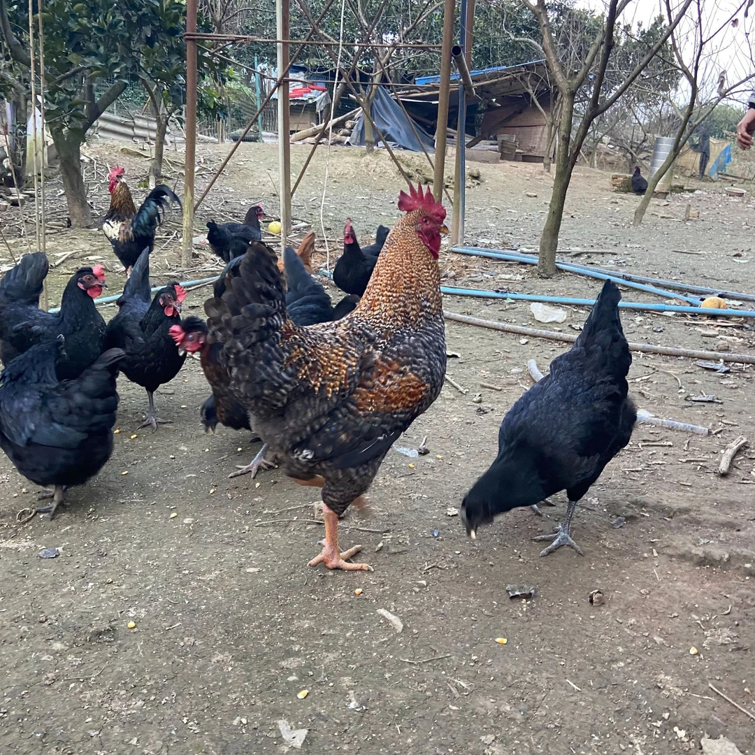 四川农家散养土鸡土鸭烧烤食材