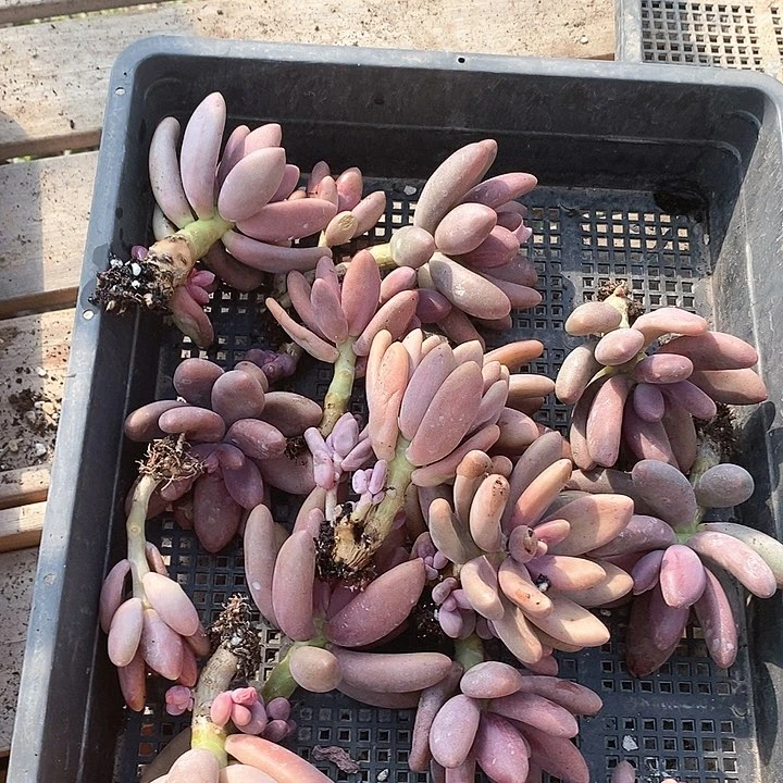 冰**恋26-51号一物一拍糖