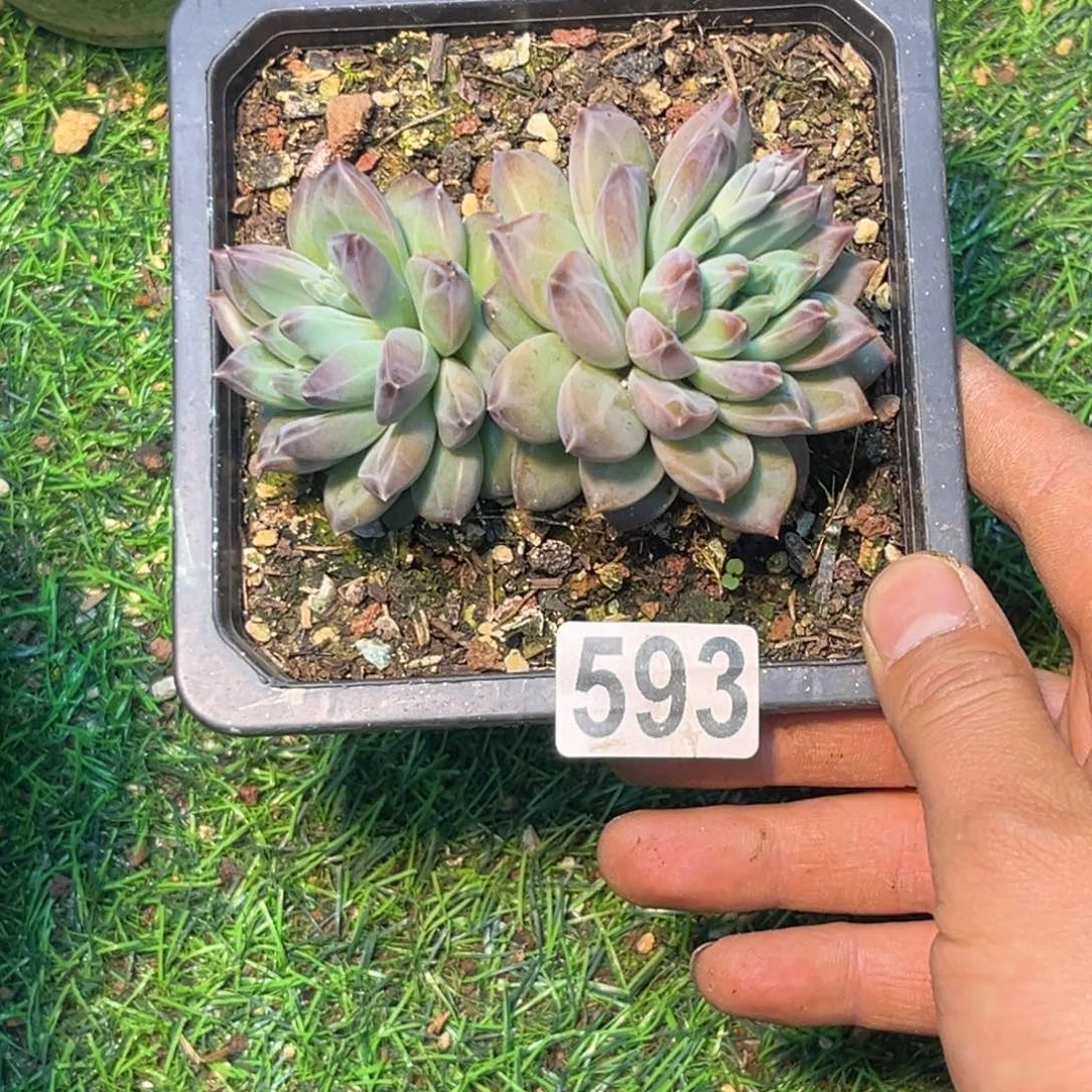 亭*多肉植物693幻影美人群