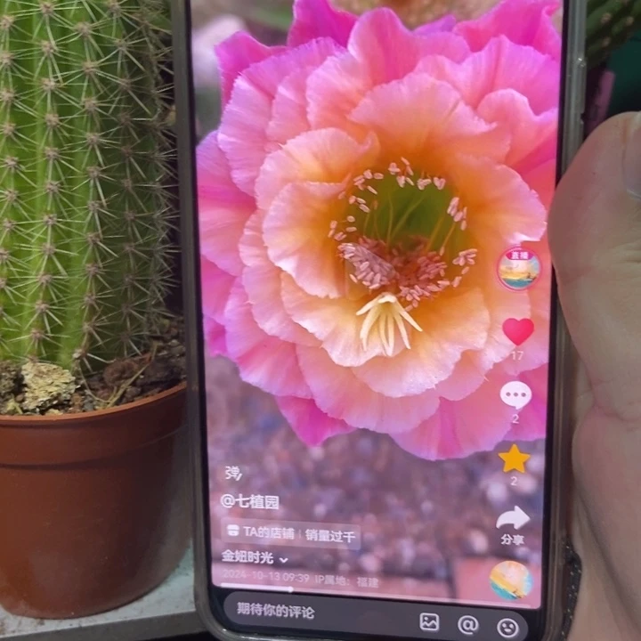 仙人球直立金妞时光一个