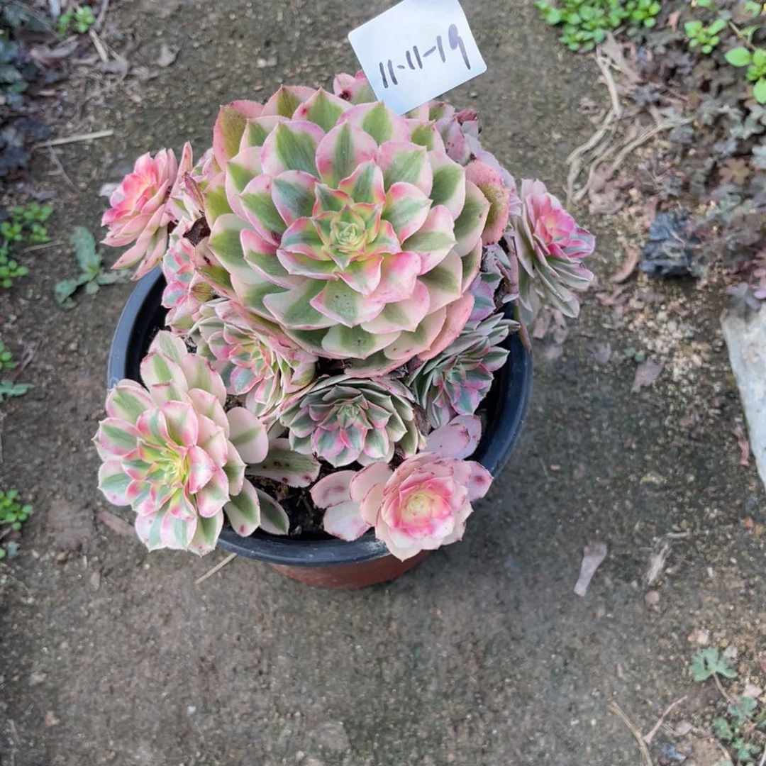 11-11-19倾城法师锦多肉