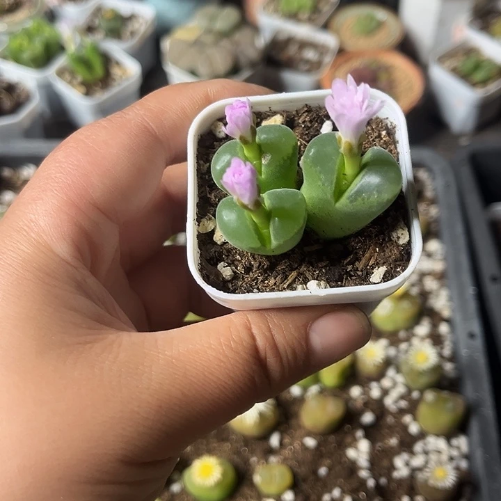 多肉植物一物一拍12