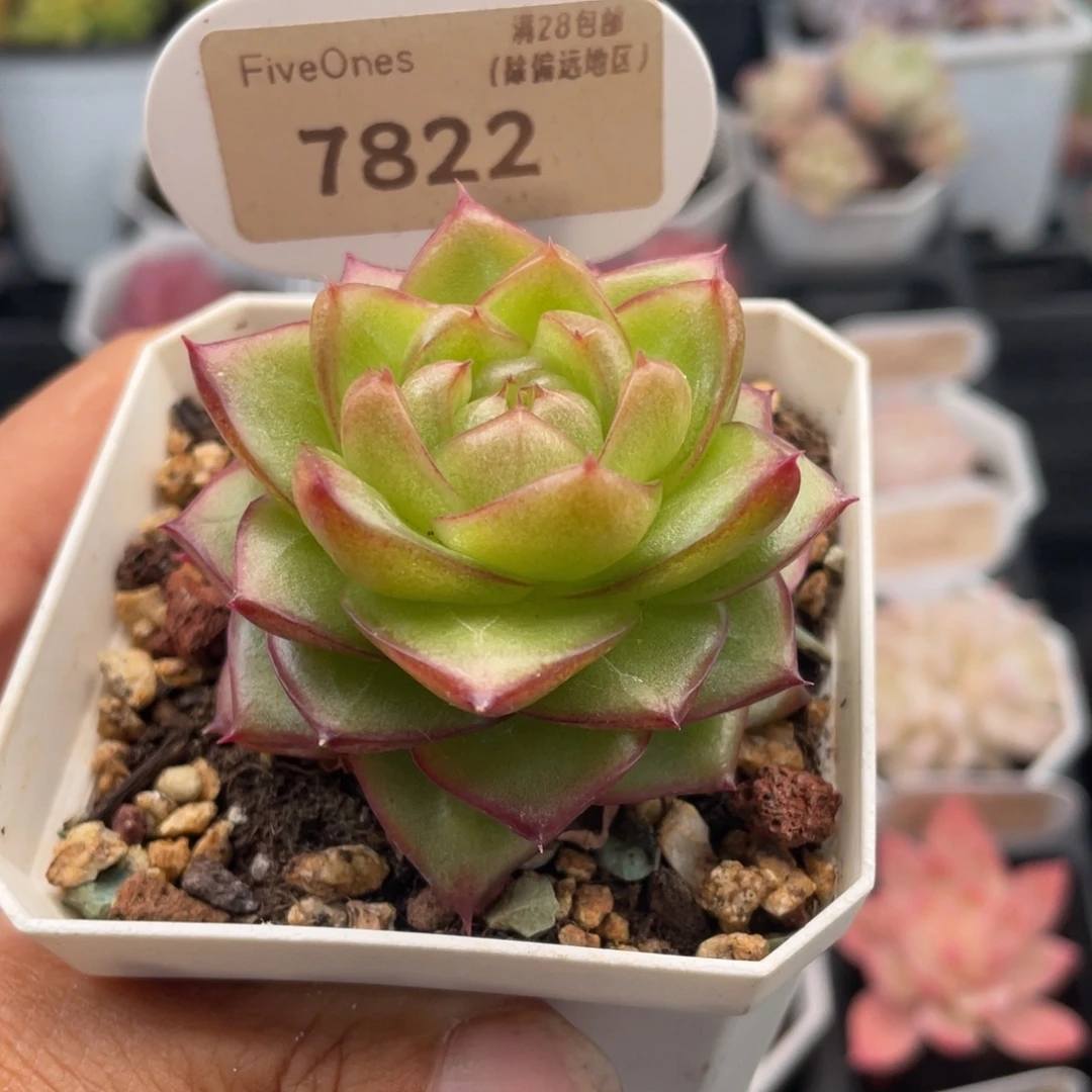 冰果珍妮7822-5.0厘米
