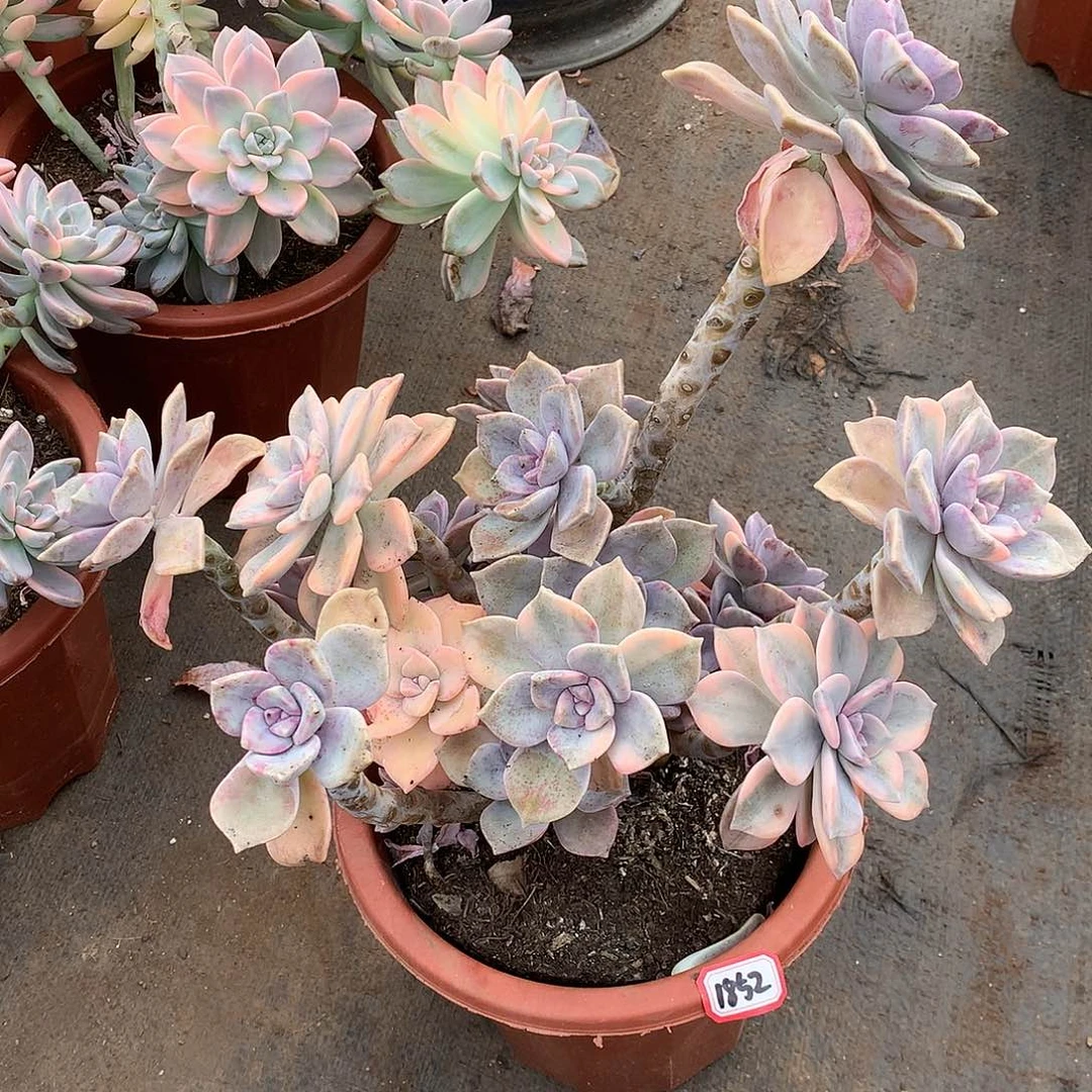 紫乐锦1852晓晓一物一拍