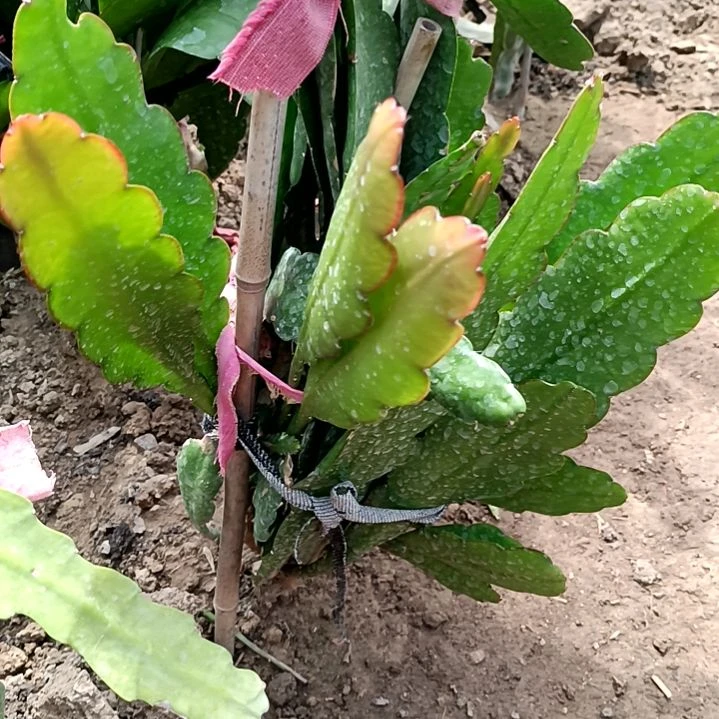 完全开放利令箭何花马戏团