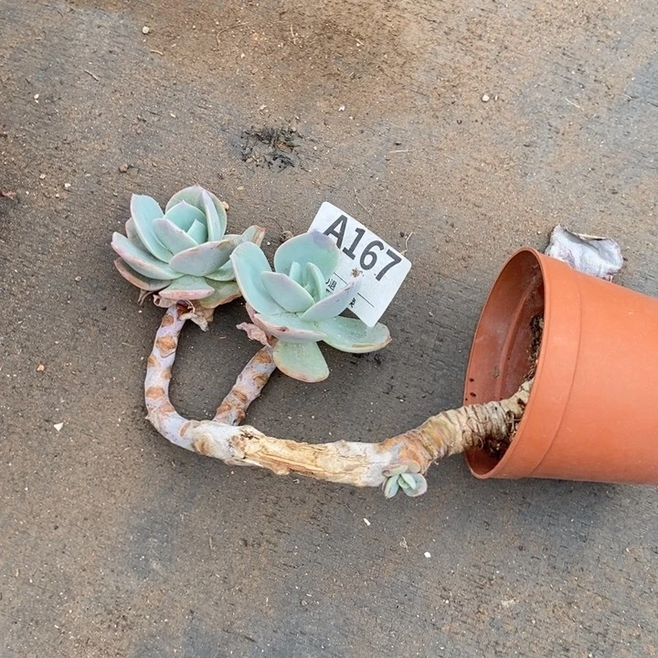 瑕疵造型桩 167。。。。。。