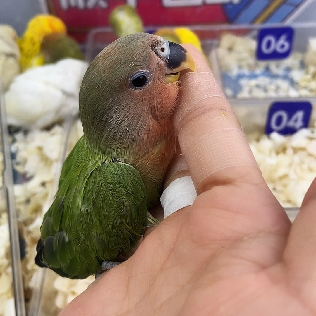 鹦鹉是我唯一3567843