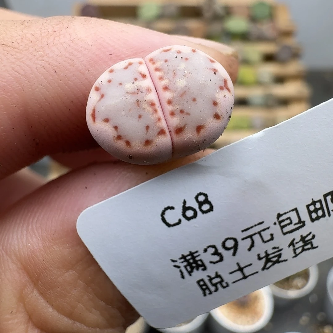 68多肉哈哈哈哈哈哈哈