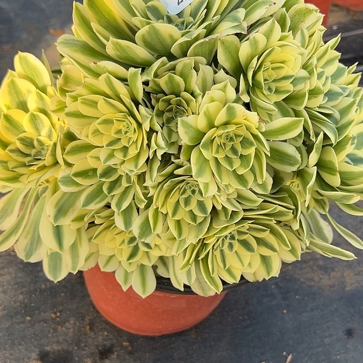 2.4-10迈巴赫多肉