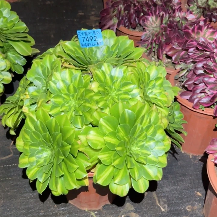 烈****?翡翠琉璃7492多肉植物