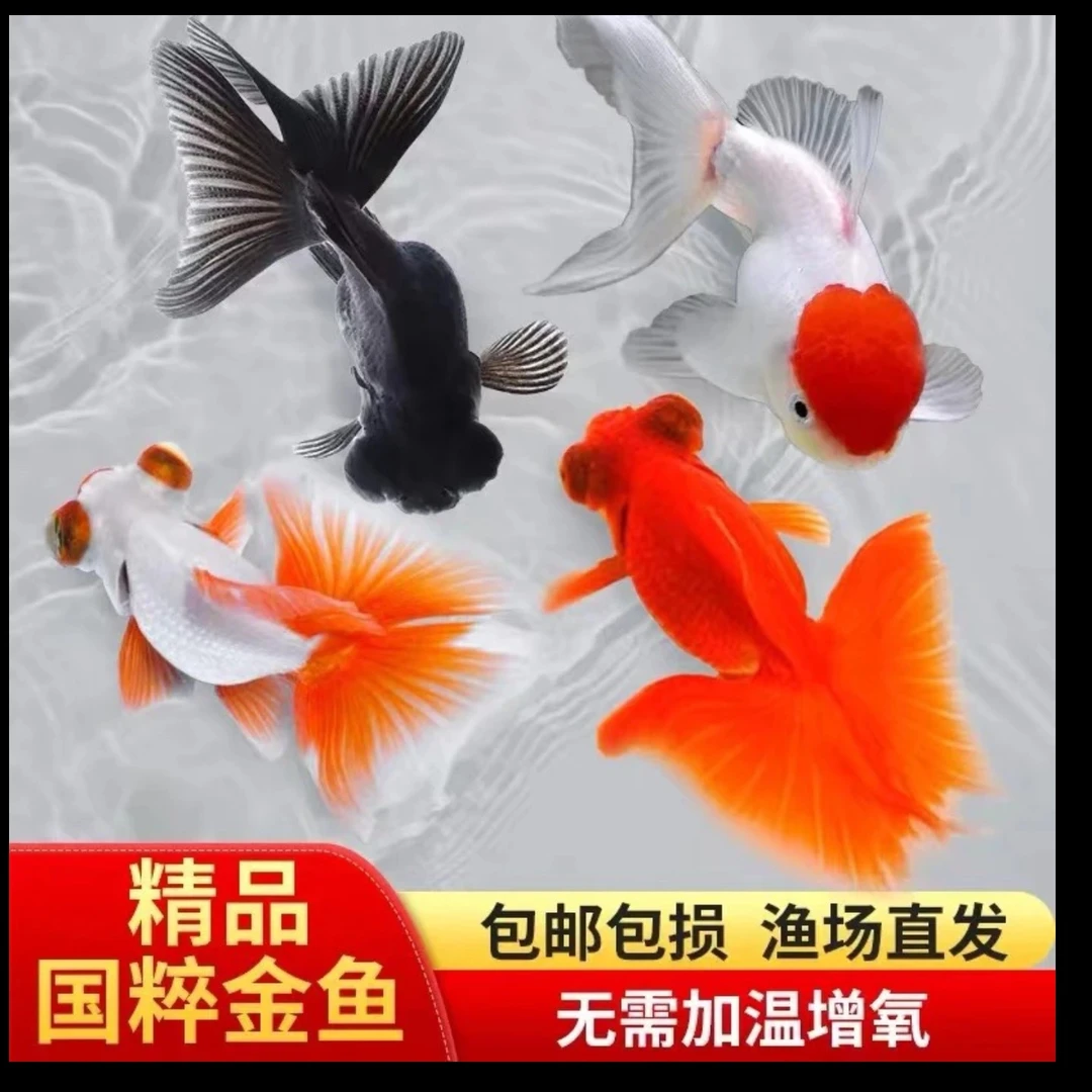 精品大金鱼 6-8公分 7大条包邮 好养耐活 精品混搭