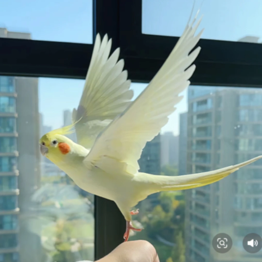 玄凤鹦鹉活体宠物（签收包活到家）