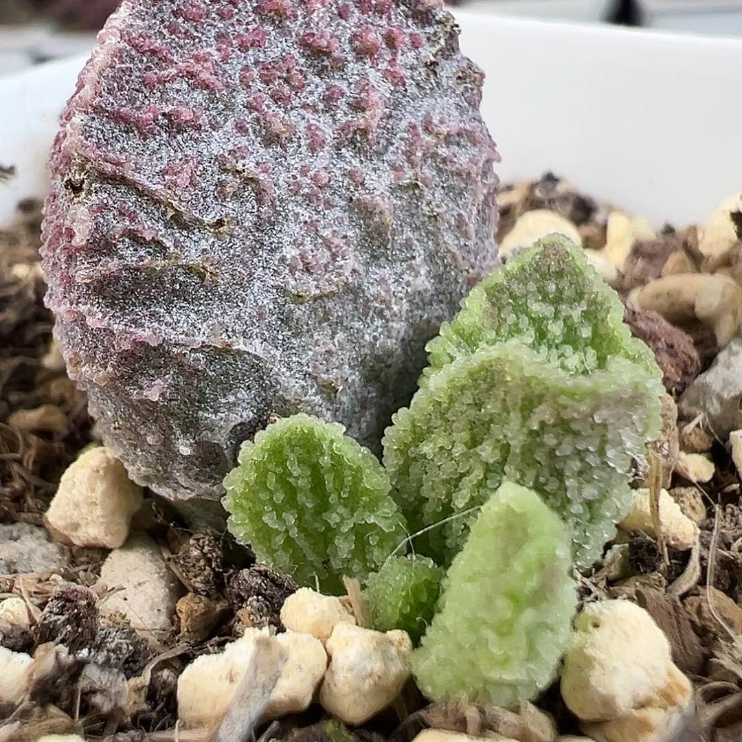 茶实生新品多肉水泡植物