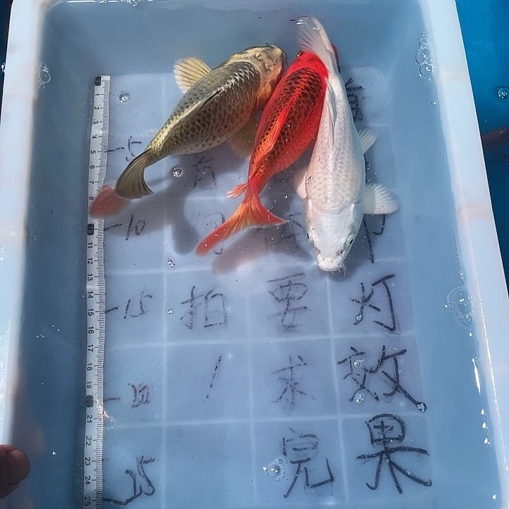 蝴蝶鲤鱼渔场直发100