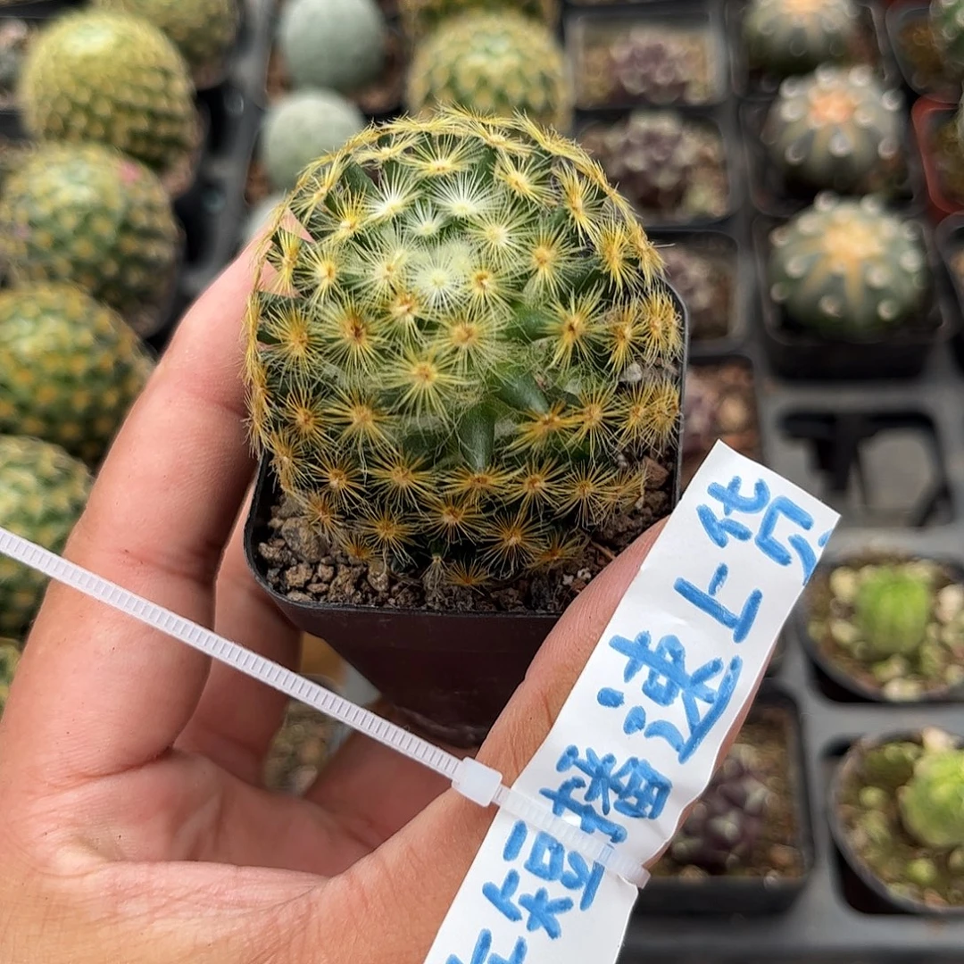 明星单头发货单头